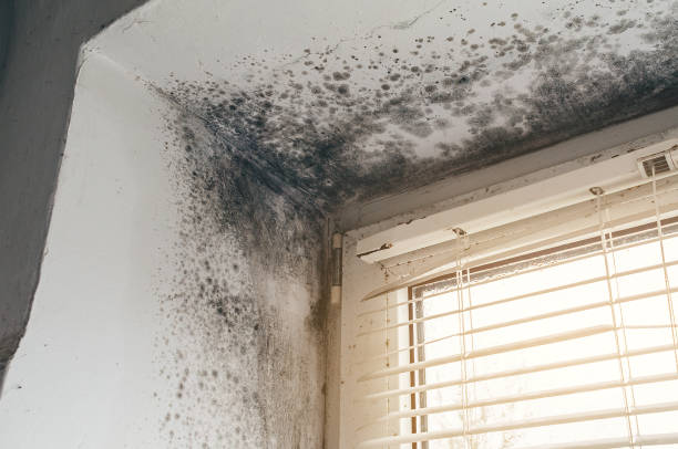 Affordable Mold Cleanup solutions in Emporia, VA