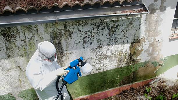 Top rated local Mold Cleanup specialists in Emporia, VA